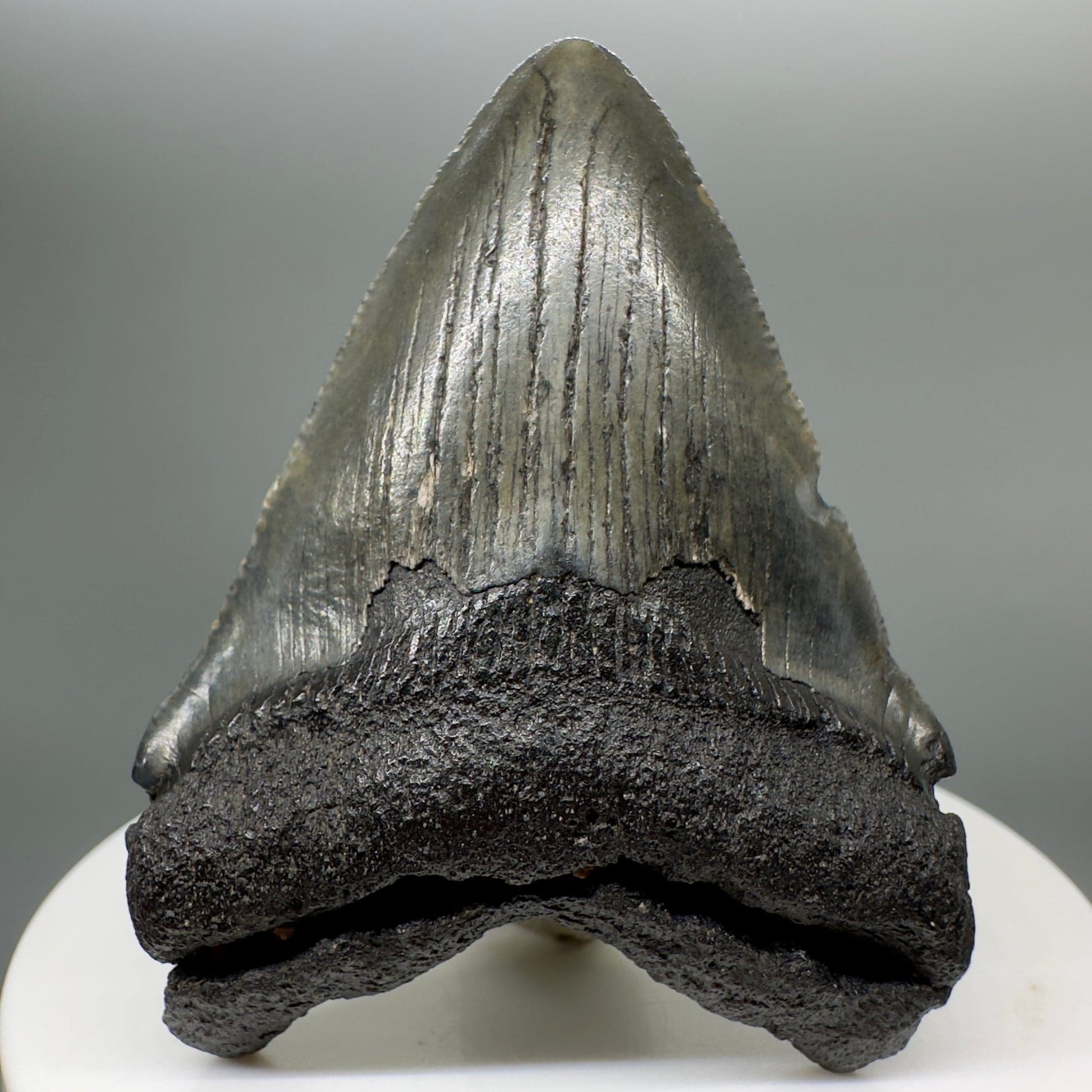 WHY COLLECTORS PREFER AUTHENTIC MEGALODON TEETH FROM REPUTABLE SELLERS