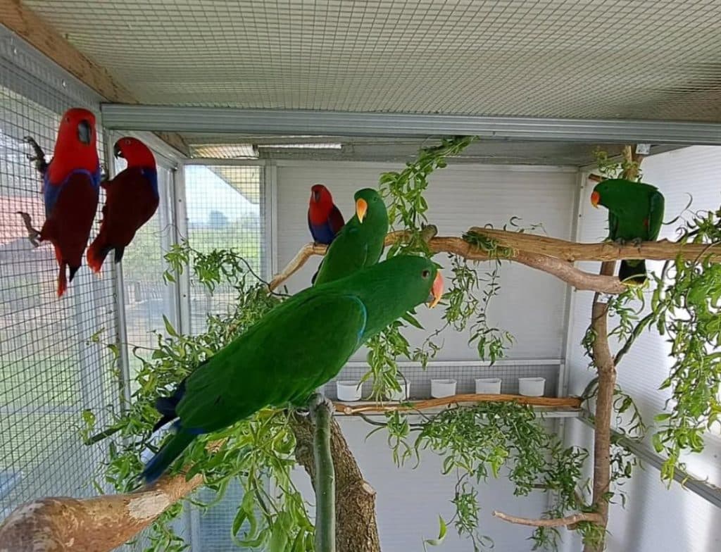 Parrot Breeder – Customer Satisfaction Amazing Birds Farm