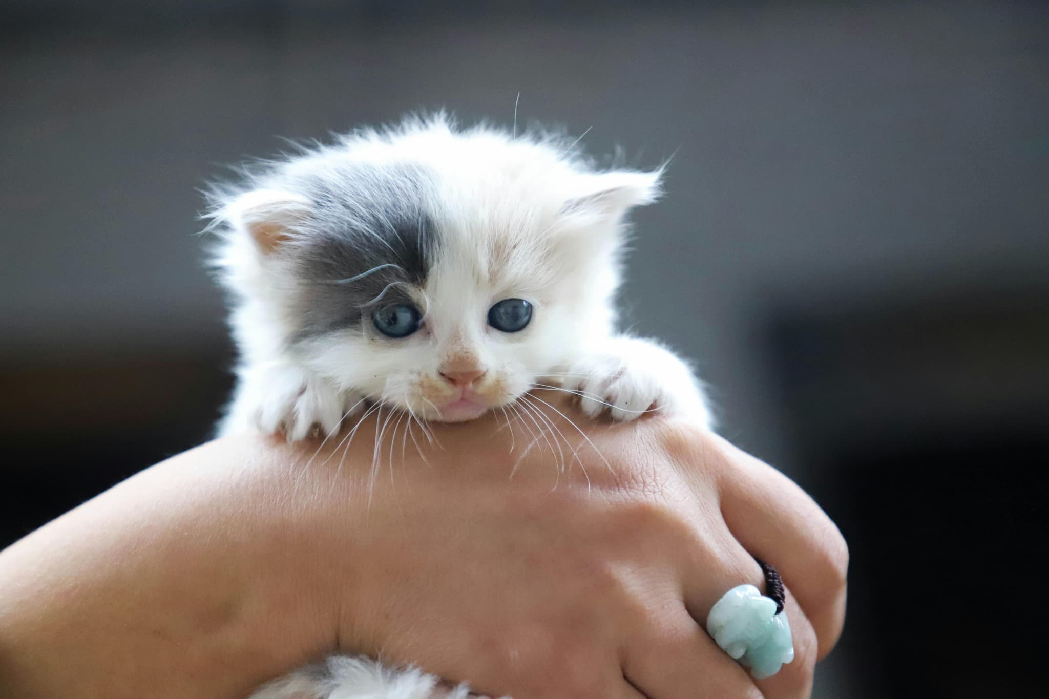 Well-Socialized Maine Coon Kittens for Sale Sacramento Pet Homes