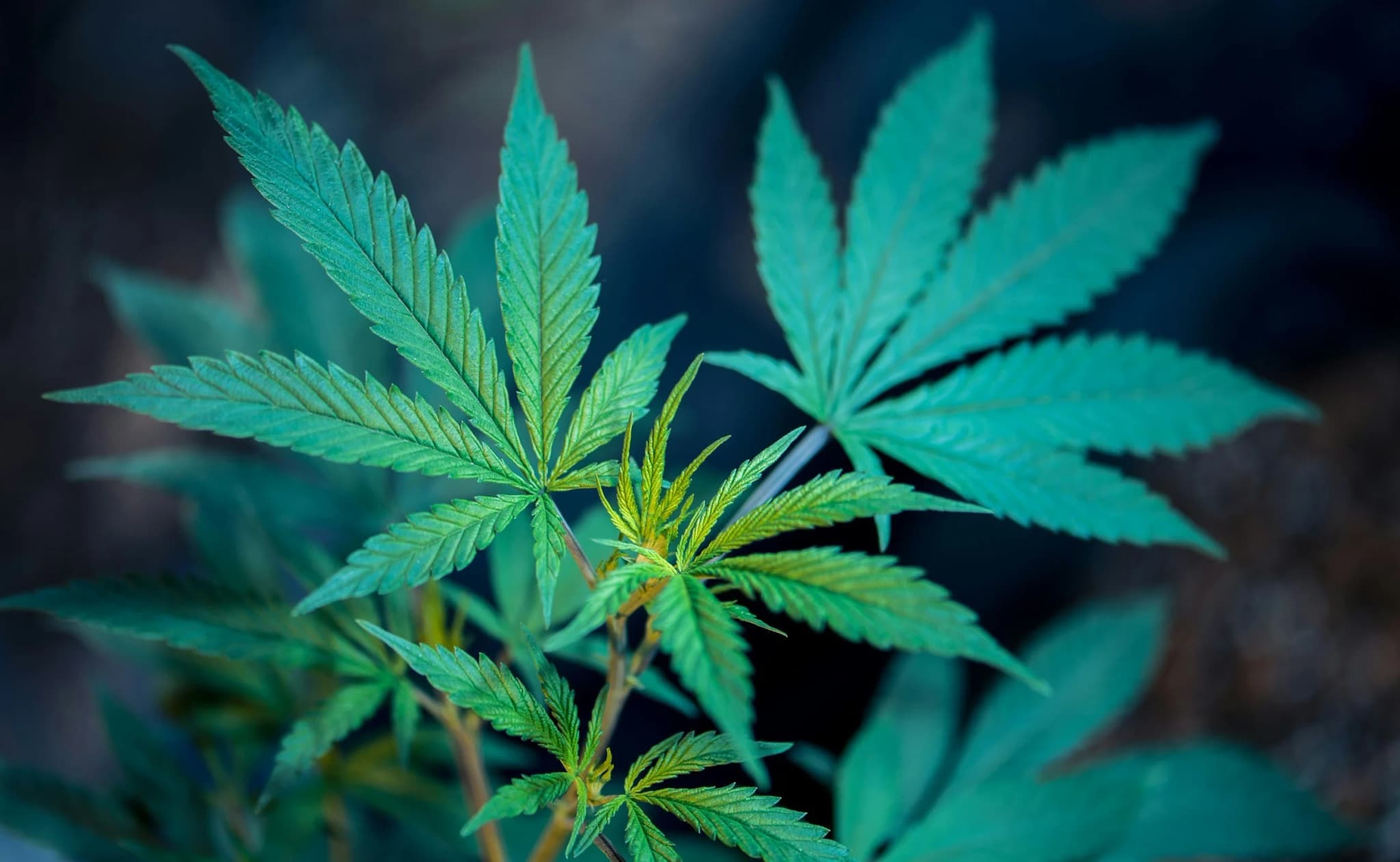 CBD Miami: Elevate Your Experience with Infused Cakes