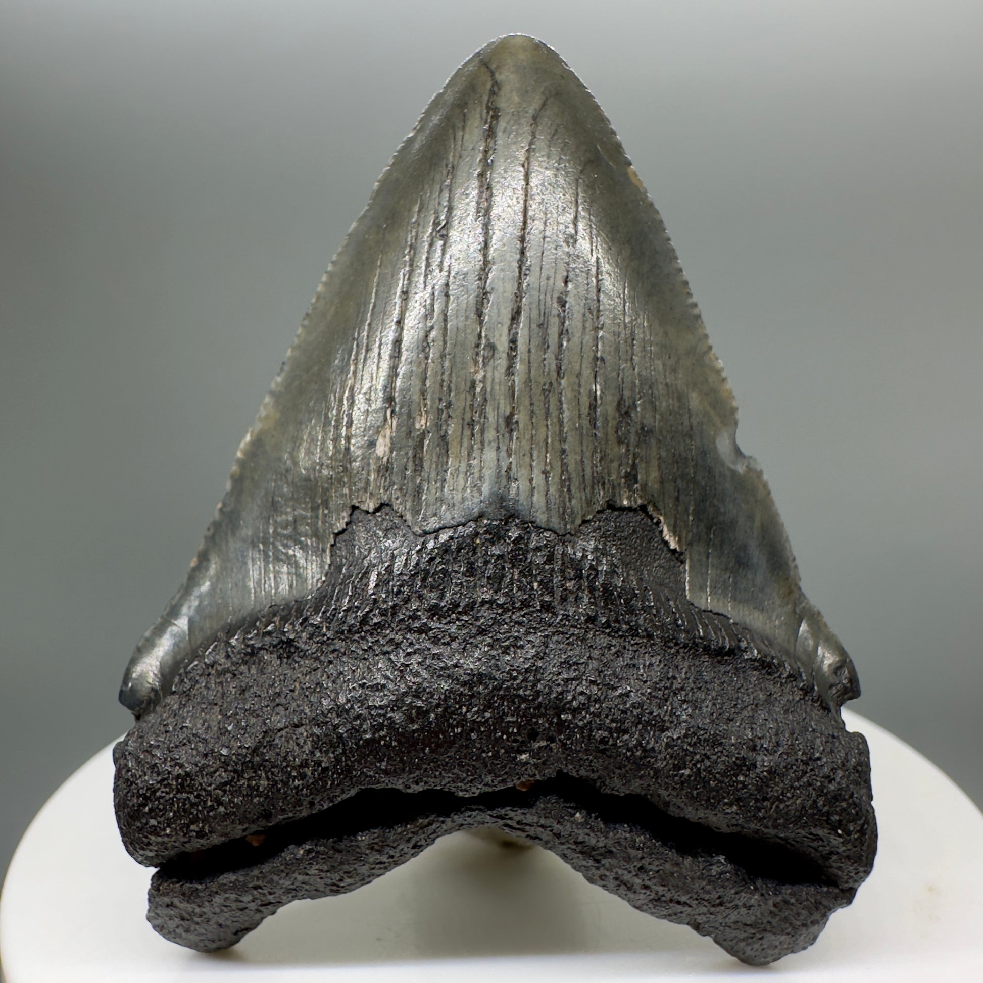 WHY COLLECTORS PREFER AUTHENTIC MEGALODON TEETH FROM REPUTABLE SELLERS