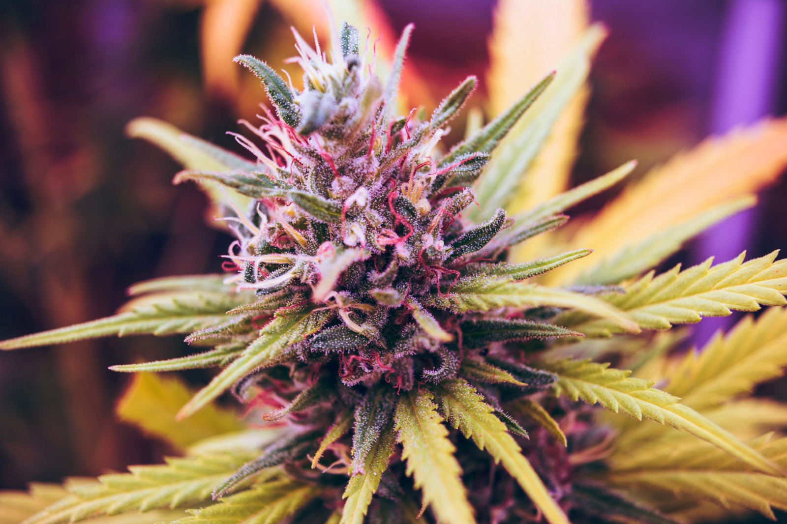 Cannabis Social Club Madrid – Cannabis Social Club Madrid | Clubs Cannabis Madrid
