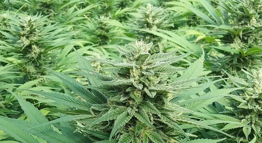 Cheap Canna Bulk Deals at Bud Cargo – Save Big on High-Quality Flower