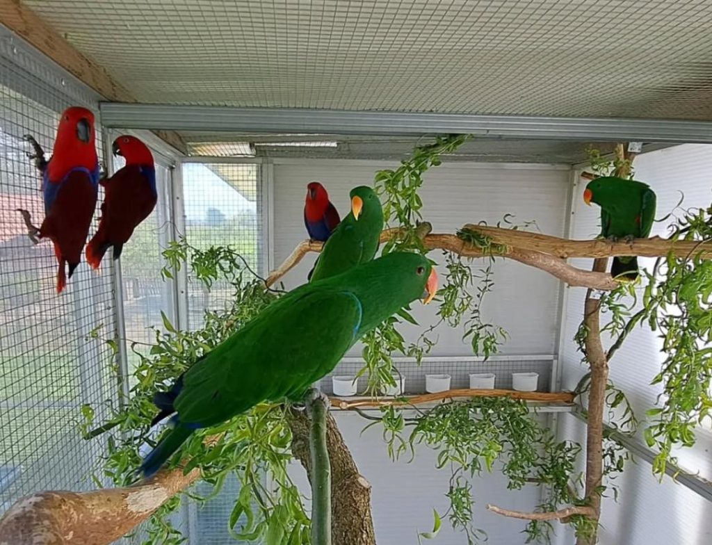 Parrot Breeder – Customer Satisfaction Amazing Birds Farm