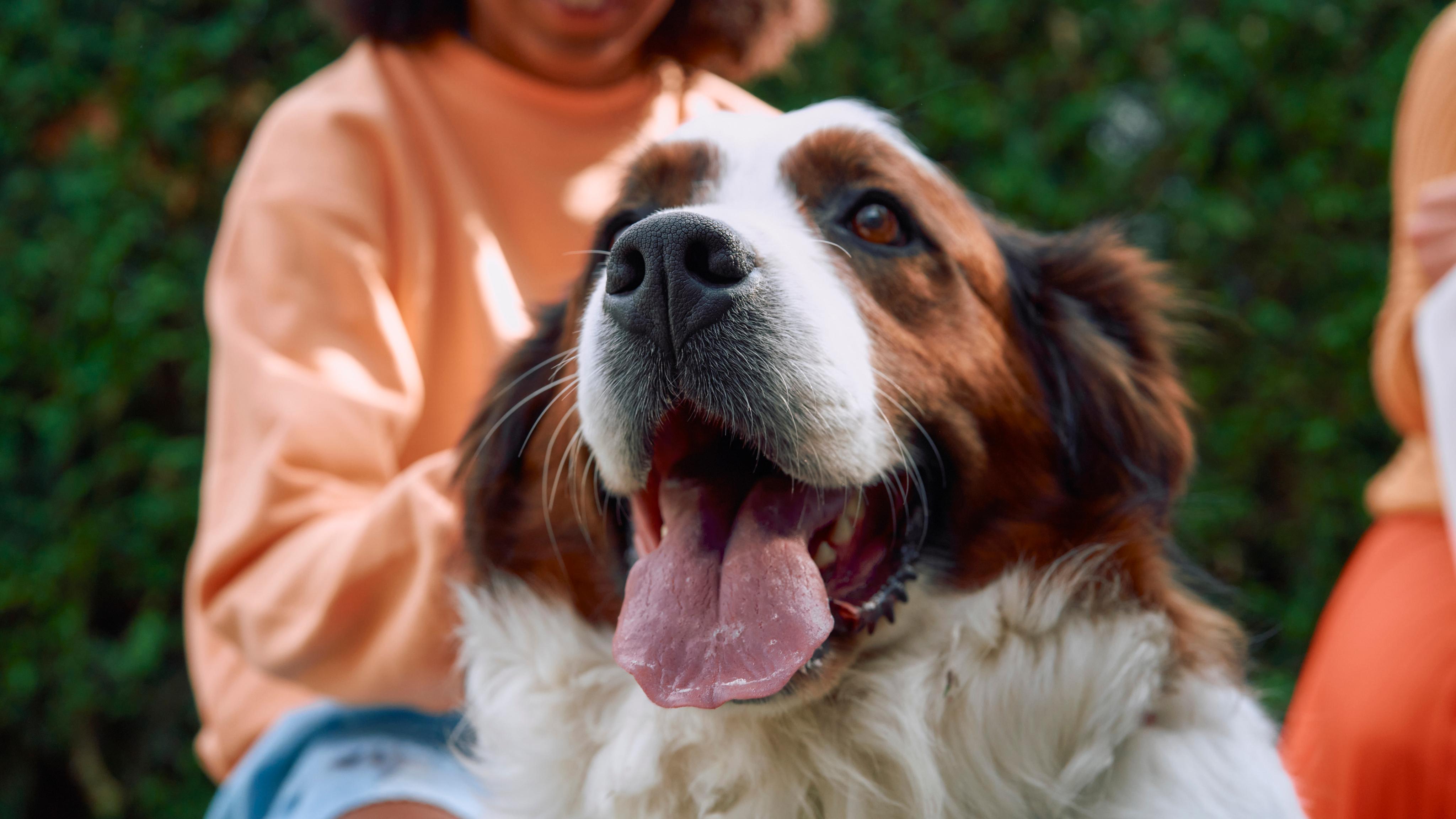 Fast UK-Wide Pet Certificates from Vet Home Certs