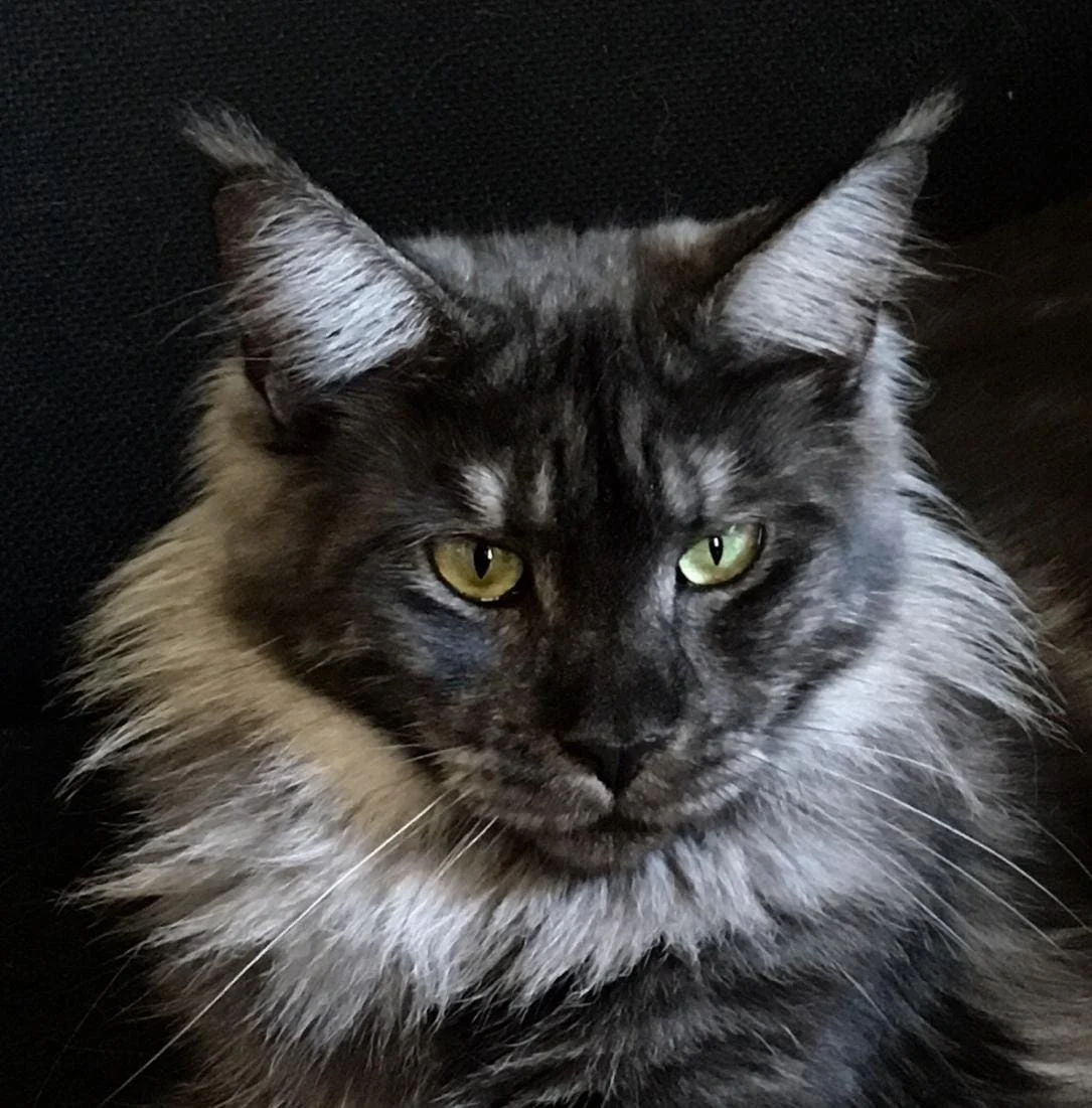 Maine Coon Kittens for Sale Bay Area | Gentle, Loving Companions