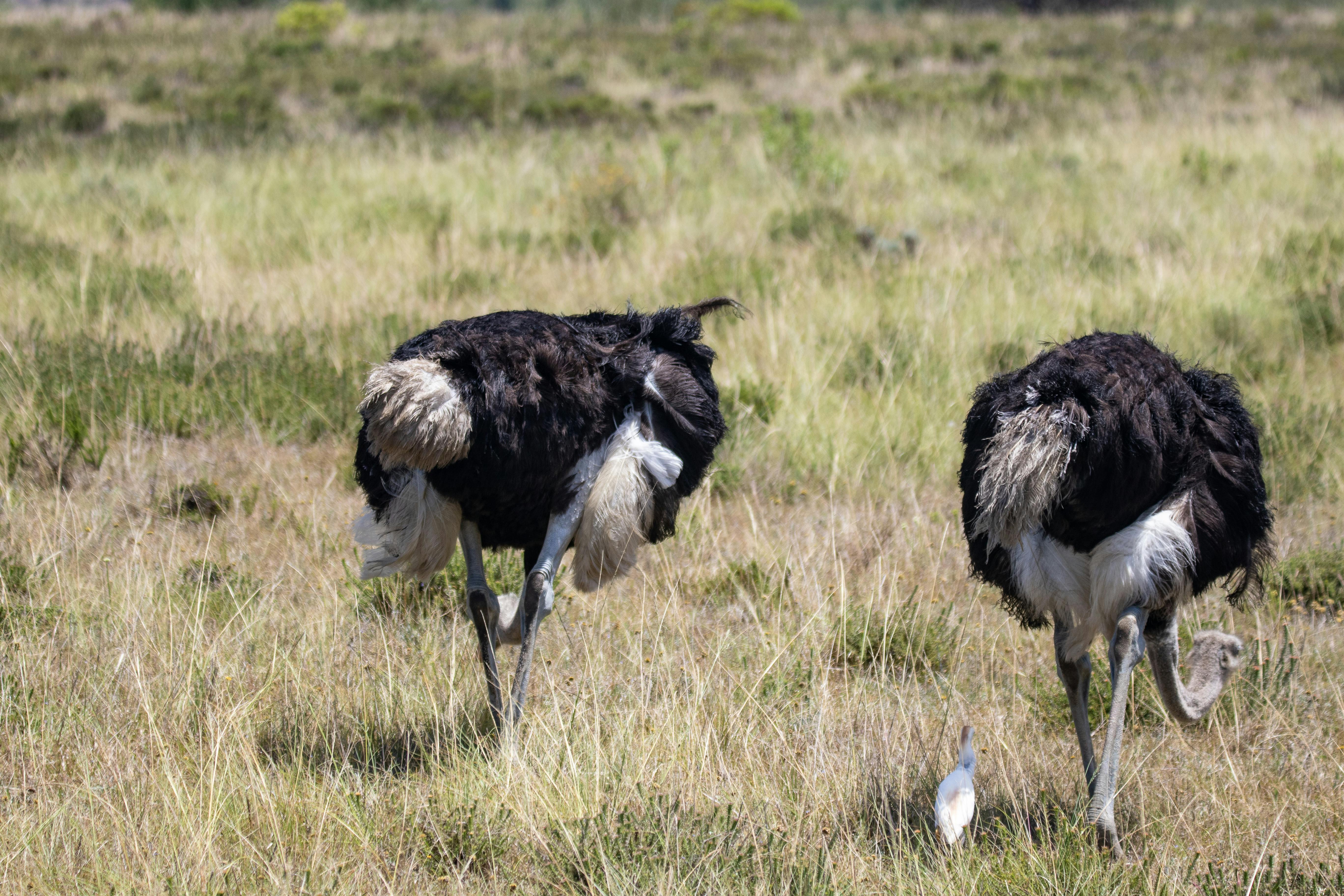 Affordable Kenya Safari Packages for Every Traveler