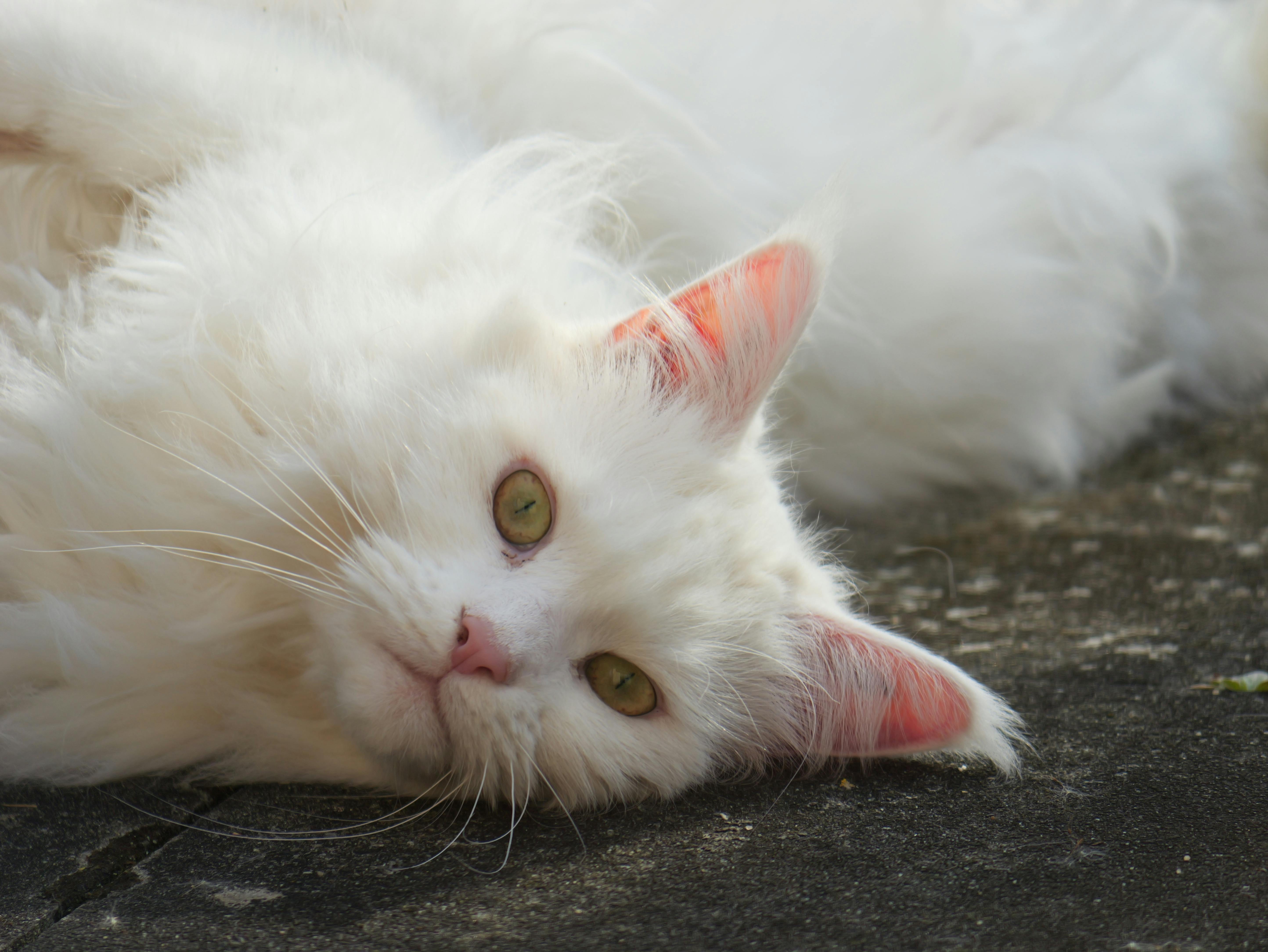 Maine Coon Kittens for Sale Sacramento – Reserve Your Kitten Today