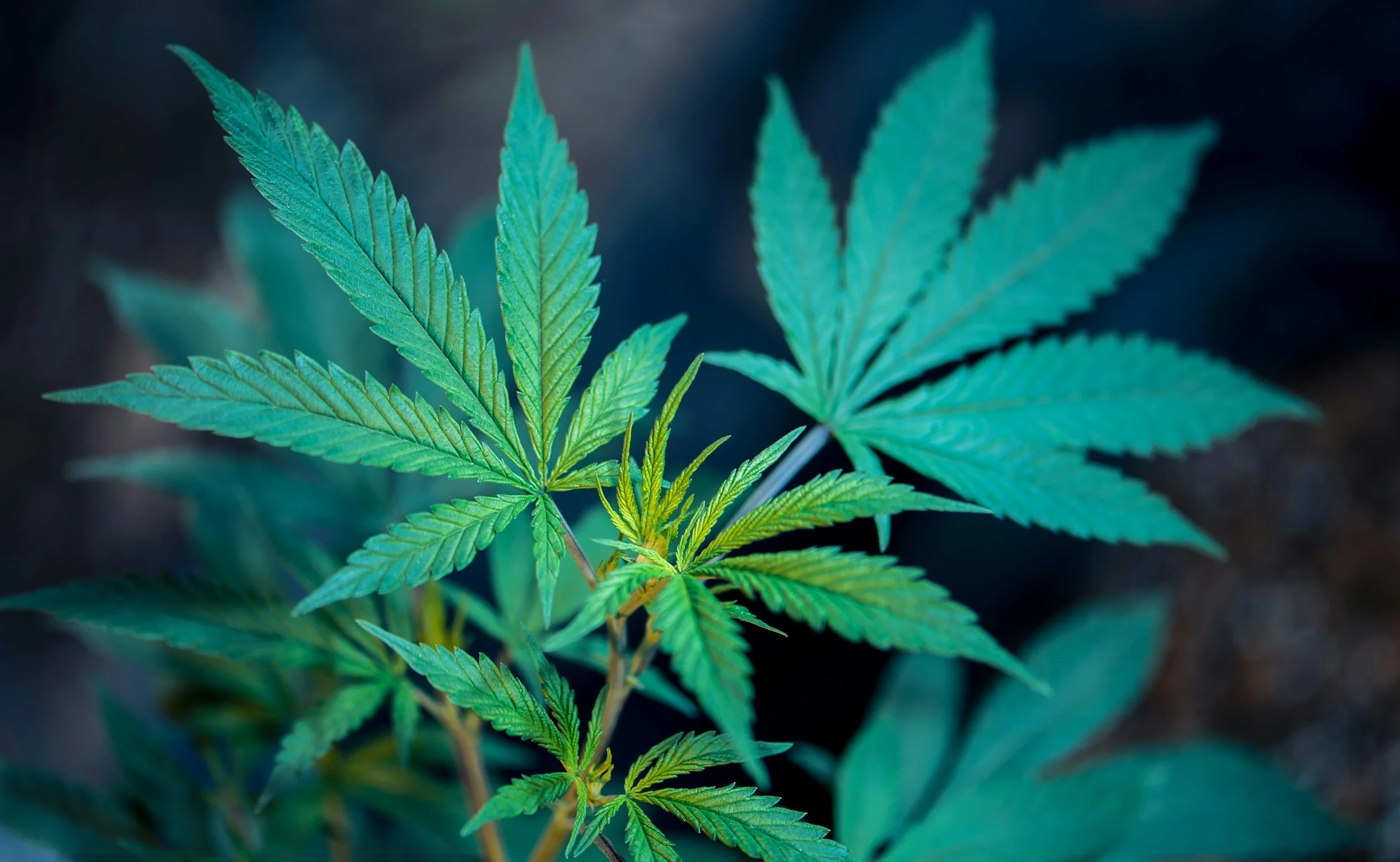 CBD Miami: Elevate Your Experience with Infused Cakes