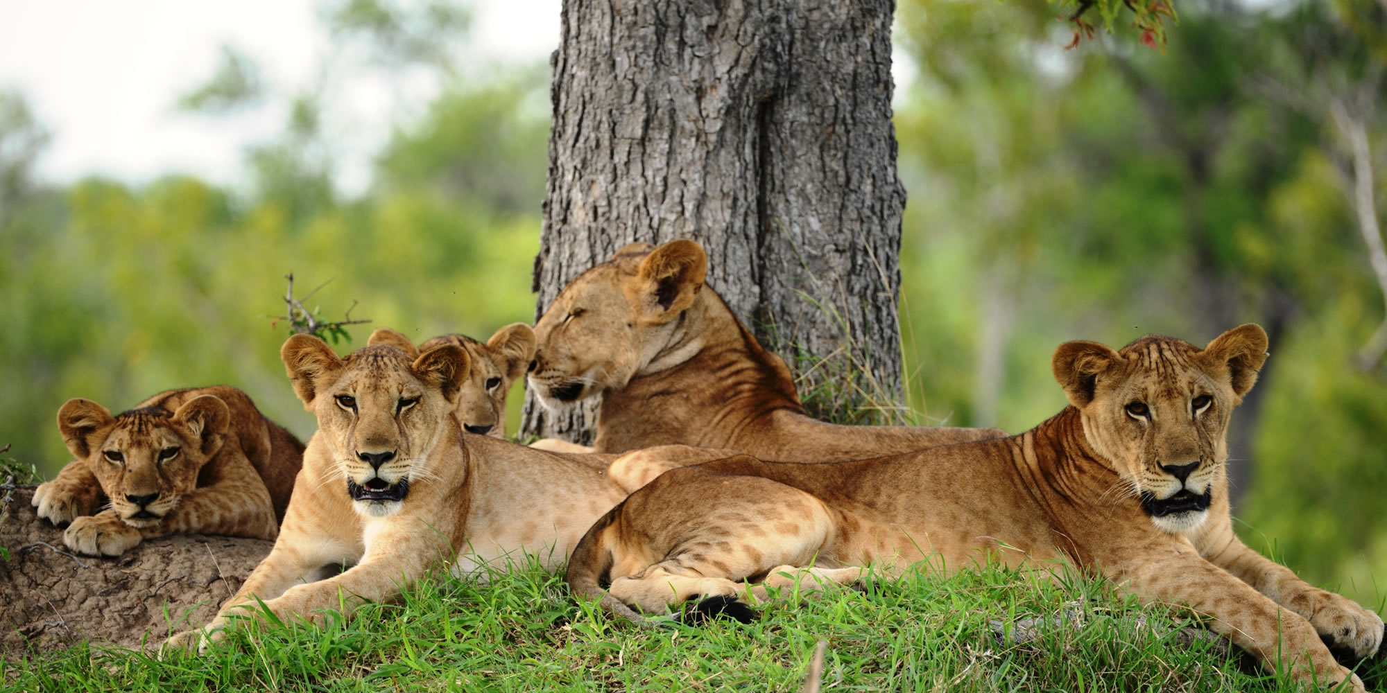 Nyerere National Park Tanzania Safari: Wildlife You Can’t Miss