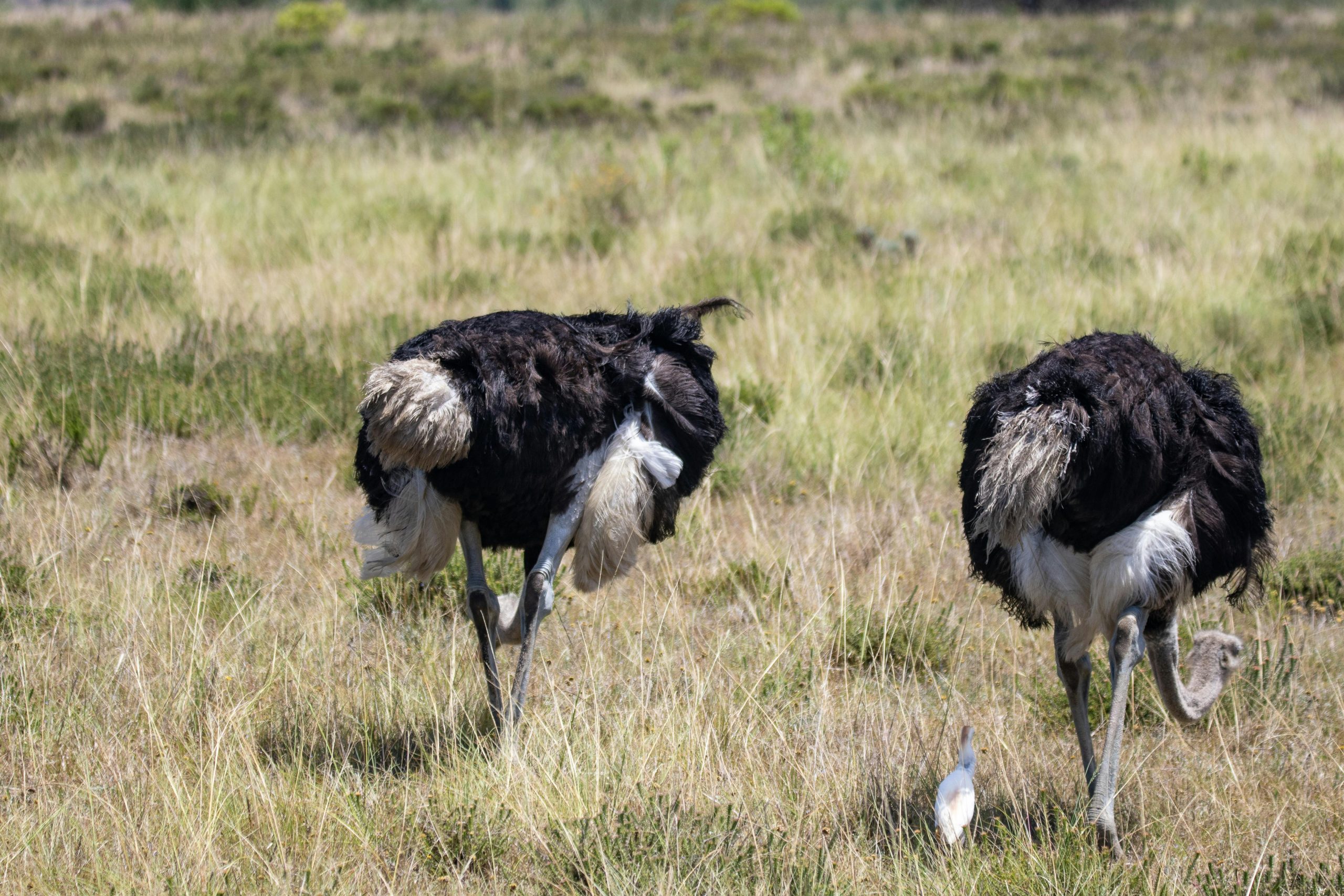 Affordable Kenya Safari Packages for Every Traveler